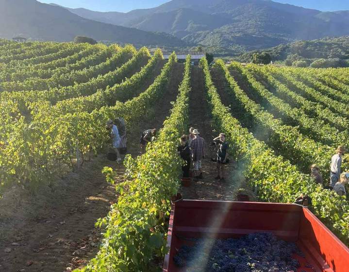 Exploitation viticole Mezzavia