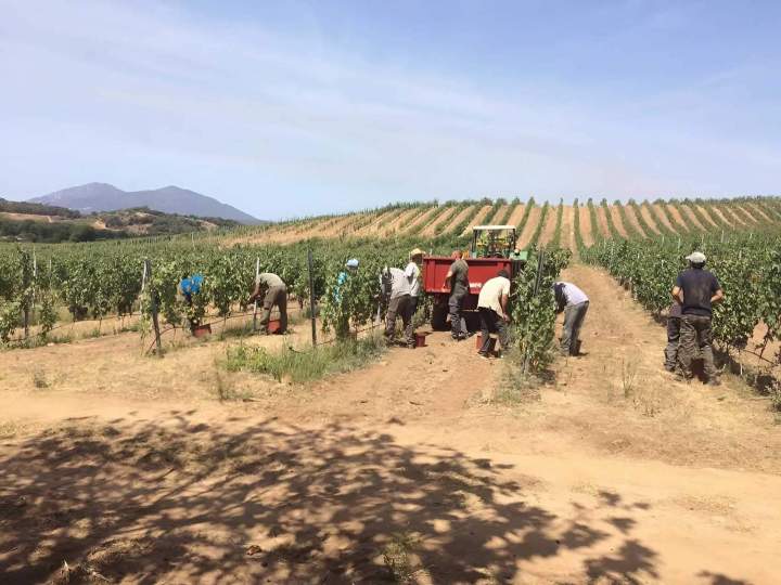 Créateur de vins Mezzavia