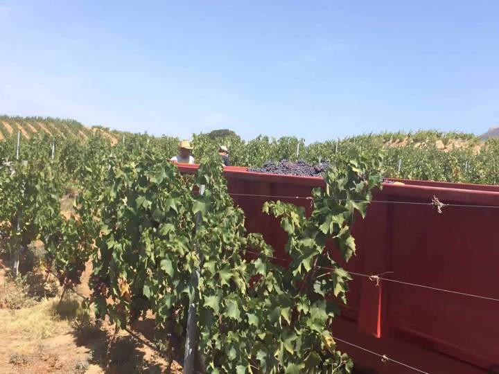 Créateur de vins Mezzavia