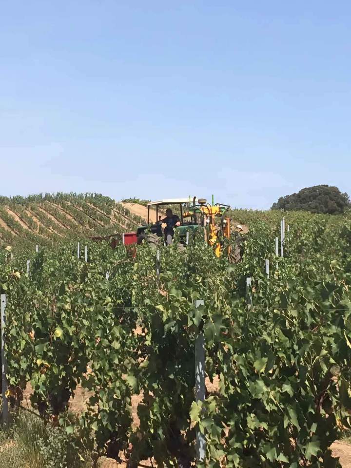 Exploitation viticole Mezzavia