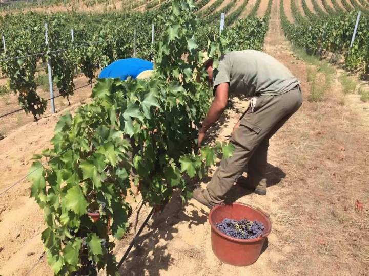 Exploitation viticole Mezzavia