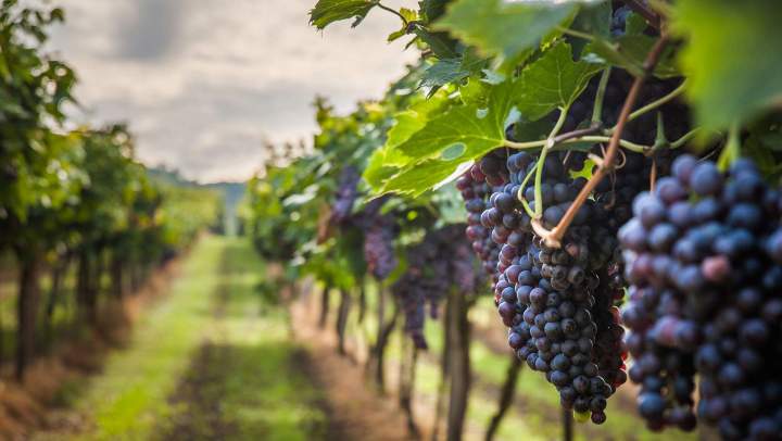 Domaine viticole à Mezzavia